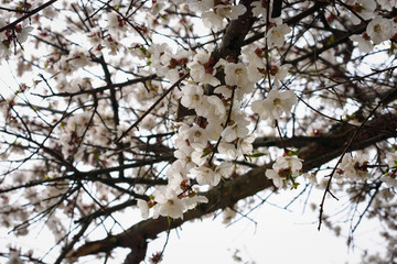 Flowering branches of an apricot tree