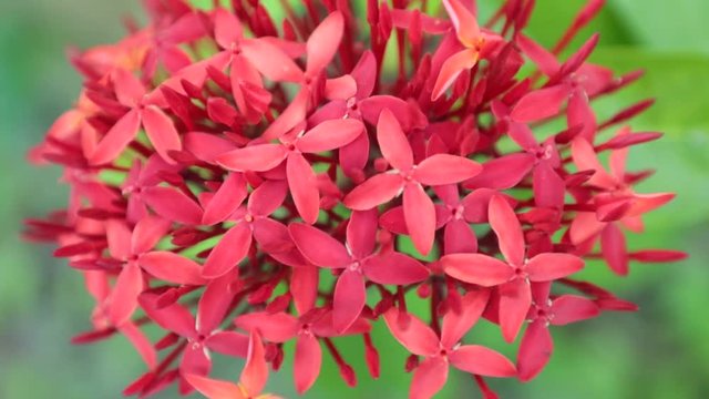 Ixora coccinea also known as jungle geranium, flame of the woods or jungle flame ornamental garden flowers in spectacular vibrant red with green foliage, high definition stock footage clip.