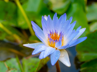 Close up top view of violet lotus with water drop