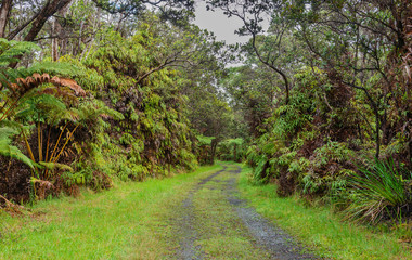 impressive vegetation along a nature trail in volcano national park on big island hawaii