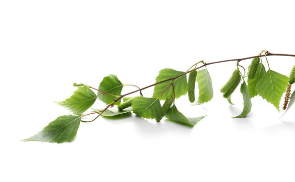 Young green birch branch with leaves isolated on white background