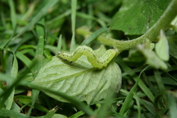 Green Looper Caterpillar