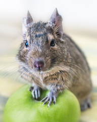 Close-up portrait of cute animal small pet chilean common degu squirrel sitting with big green apple. The concept of a healthy lifestyle, diet and vegetarianism