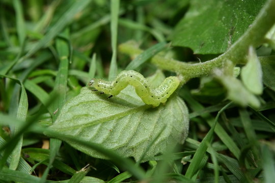 Green Looper Caterpillar