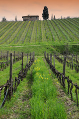 Fototapeta premium rows of vineyards at sunset during spring season. Chianti region in Tuscany. Italy.