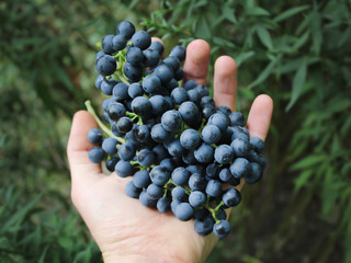 Hand holds a bunch of blue grapes
