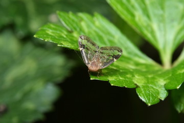 Planthopper - Scolypopa australis