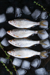 Frash raw river fish on black metal background with herbs and pieces of ice.