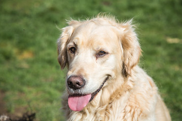 portrait of golden retrievers dog outdoors from belgium