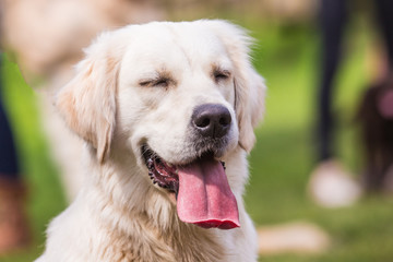 portrait of golden retrievers dog outdoors from belgium