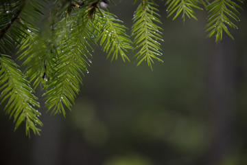 Background, texture: the hanging-down needles branches with rain drops against a dark background 