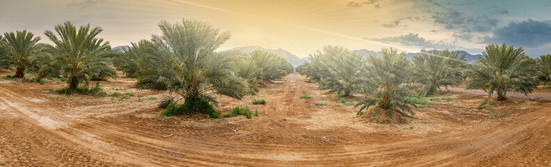 Plantation of date palms - tropical agriculture, cloudy morning