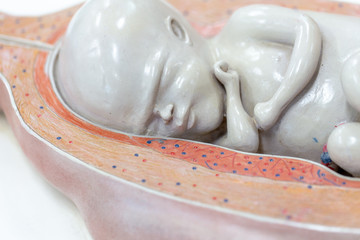 Embryo model, fetus for classroom education.