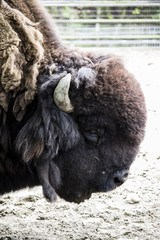 Buffalo Close up