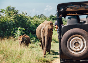 Elefants on safari in National Nature Park Udawalawe in Sri Lanka