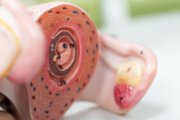 Embryo model, fetus for classroom education.