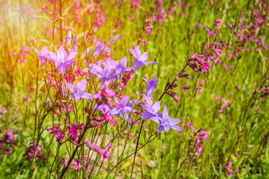 Wildflowers on a sunny summer day on the field