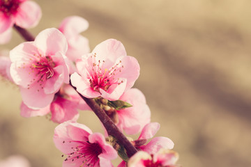 spring tree with pink flowers