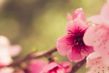 spring tree with pink flowers