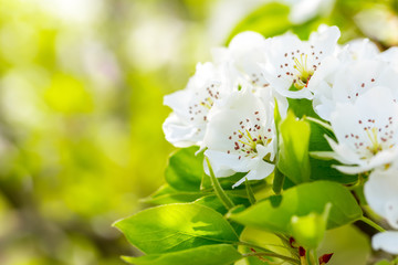 Obraz premium Cherry blossom in spring