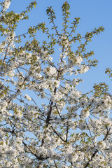 Many flowers on the branch cherry.