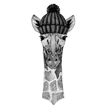 Camelopard, giraffe Cool animal wearing knitted winter hat. Warm headdress beanie Christmas cap for tattoo, t-shirt, emblem, badge, logo, patch