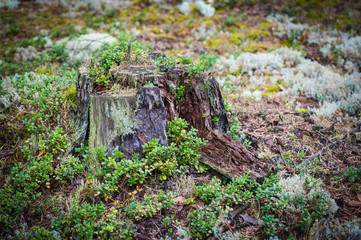 Tree stump in the forest. Selective focus. North european pine forest, Latvian natural travel outdoors background with the stump.