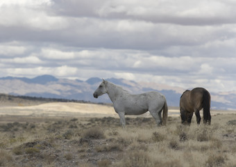 Obraz premium Onaqui Herd wild mustangs in the Great Desert Basin, Utah USA