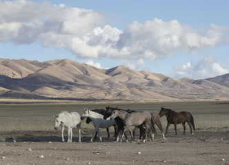 Onaqui Herd wild mustangs in the Great Desert Basin, Utah USA