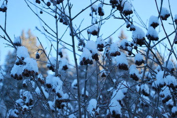 black-fruited mountain ash in the winter
