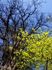 Старое сухое и молодое зеленое дерево на фоне неба