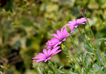 purple daisies in the garden