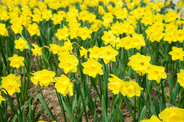 Obraz premium Bright beautiful daffodils in the garden