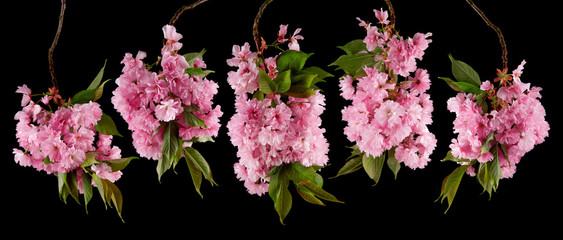 brightly glowing cherry blossom flowers isolated on black, can be used as background