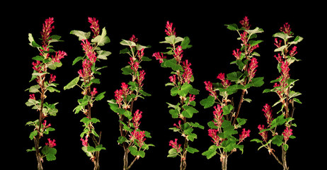 brightly glowing pink currant blossom flowers isolated on black, can be used as background - 202342981