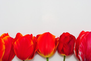 Red tulips on a white background