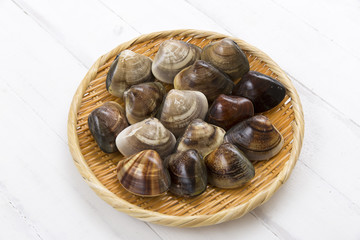Japanese clam