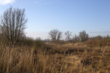 Landscape of Biesbosch National Park, Netherlands