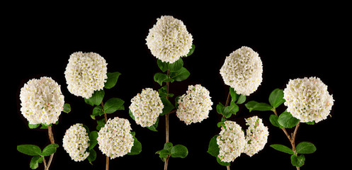 brightly glowing white fragrant viburnum flowers isolated on black, can be used as background - 202344118
