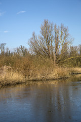 Fototapeta na wymiar Creek with ice in Biesbosch National Park, Netherlands