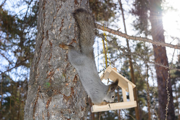 The gray squirrel clings to a pine trunk in the winter park Russia South Ural