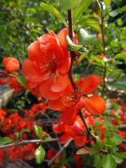 Obraz na płótnie Canvas orange flowers of the ornamental quince (Chaenomeles)