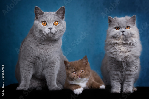 Britisch Kurzhaar Und Britisch Langhaar Katzen Und Kitten