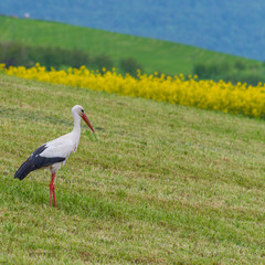Stehender Storch auf dem Feld