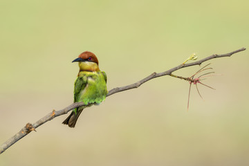 Chestnut-headed bee-eater or Merops leschenaulti perching on tree branch , Thailand