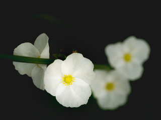 Fototapeta na wymiar White Reed Amazon Flowers Booming