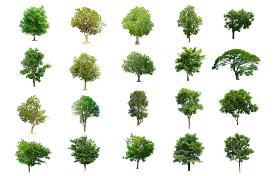 Collection of Isolated Trees on white background 20 beginning