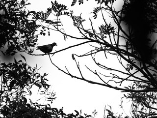 Lonely Dove Perched on a Branch