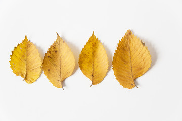 yellow autumn leaves.flat lay.white background.minimalist style.