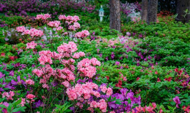 Azalea and Flower Garden in Raleigh, North Carolina